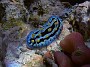 26- Nudibranche Phyllidia coelestis - Passe de Kouare